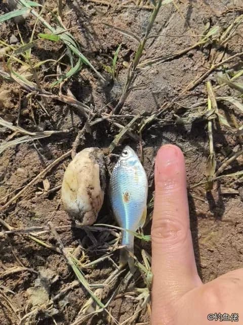 黄尾梅鲷钓获 南昌市 0.1kg