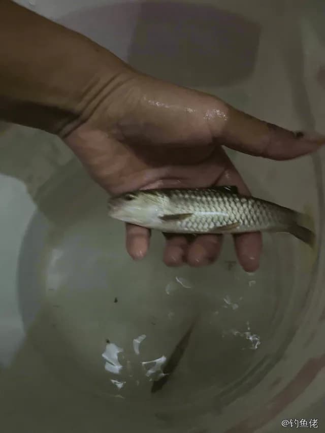 黄鲻钓获 永州市 0.1kg