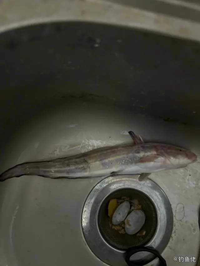吉氏绵鳚钓获 深圳市 0.1kg
