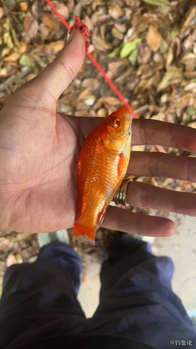 鲫鱼钓获 上海市 0.1kg