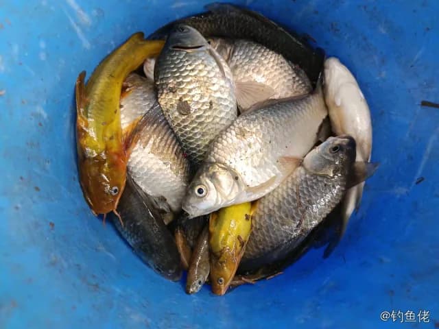 鲫鱼钓获 济宁市 0.3kg