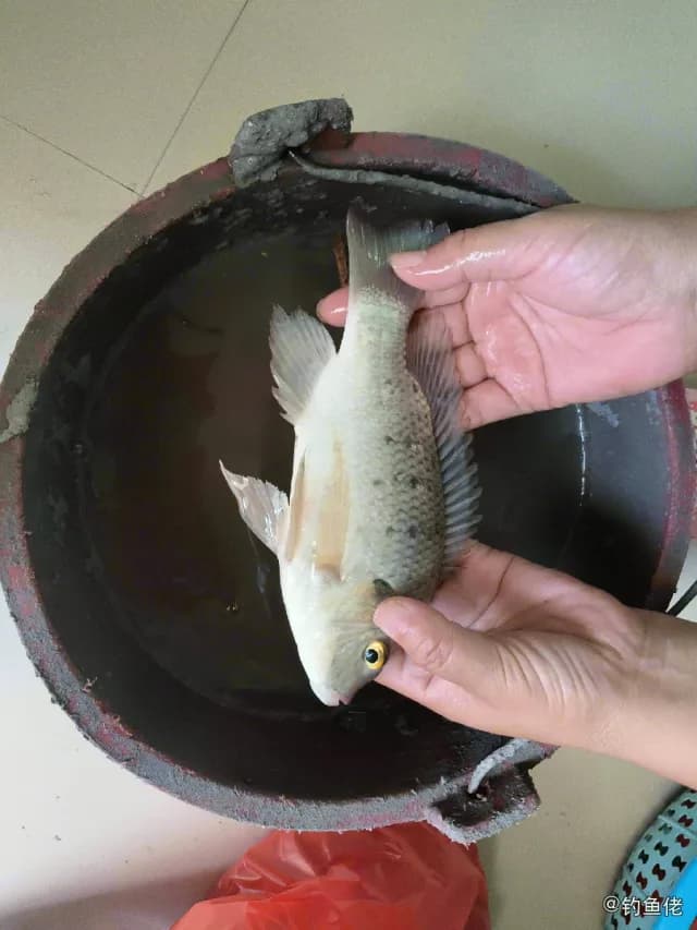 加利略帚齿非鲫钓获 福州市 1.6kg