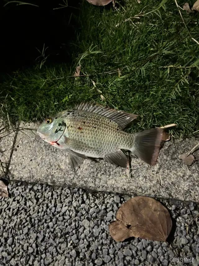 加利略帚齿非鲫钓获 福州市 0.2kg