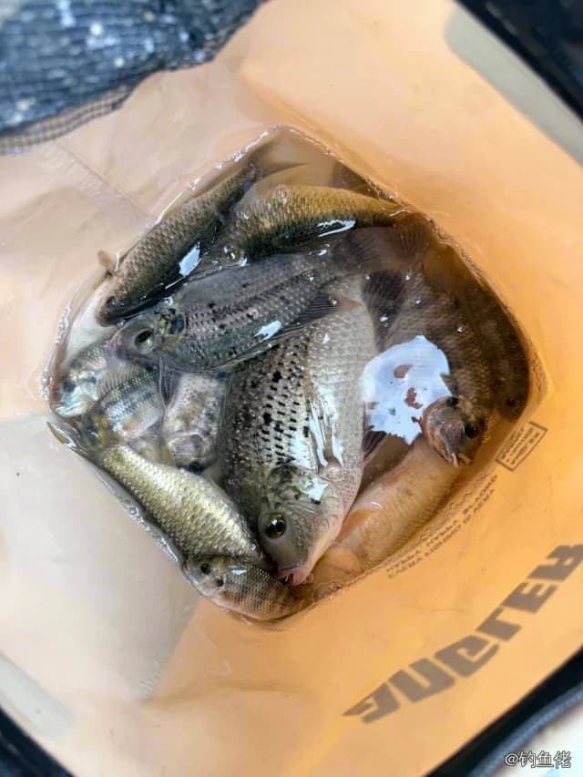 加利略帚齿非鲫钓获 泉州市 1.5kg
