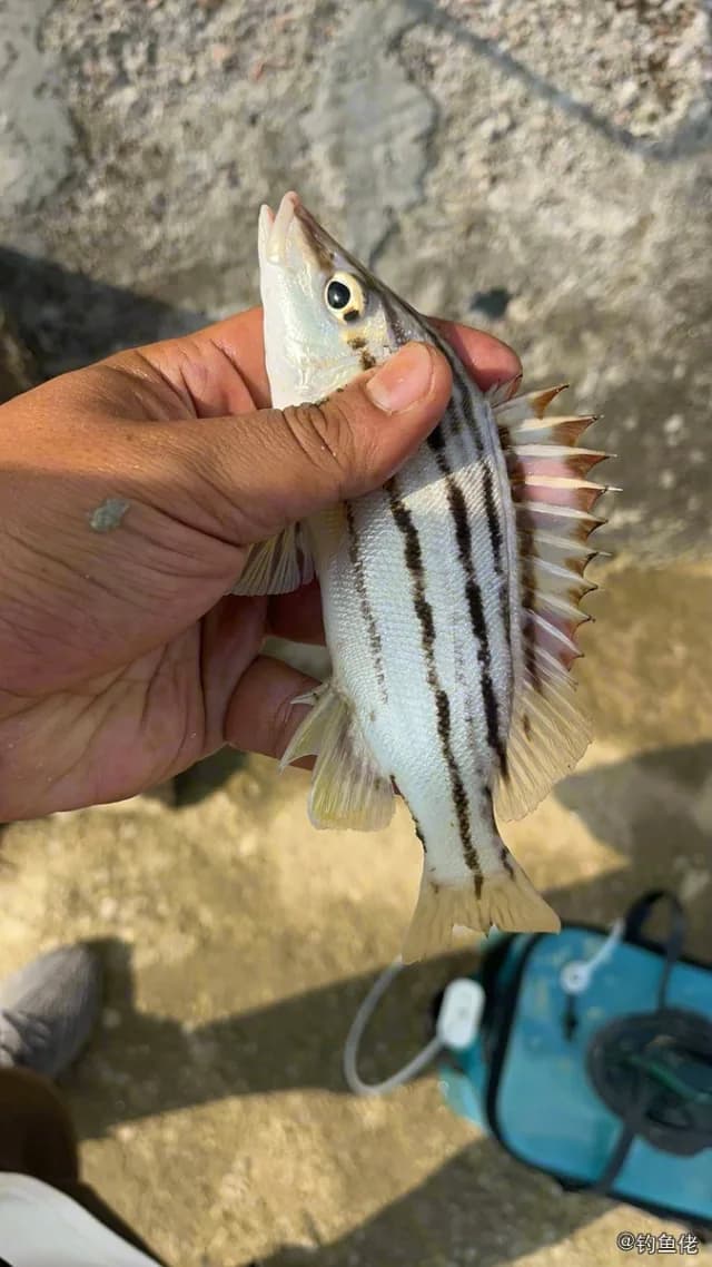 尖突吻鯻钓获 中山市 16kg