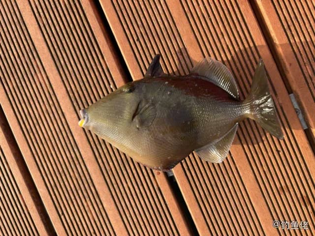 缰纹多棘鳞鲀钓获 海南省 0.8kg