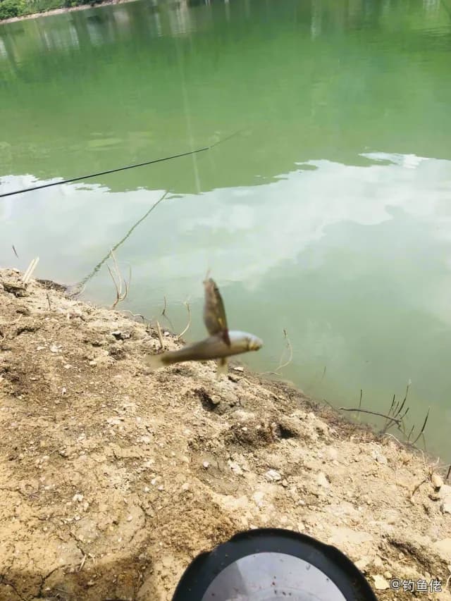 江鱈钓获 迪庆藏族自治州 0.1kg