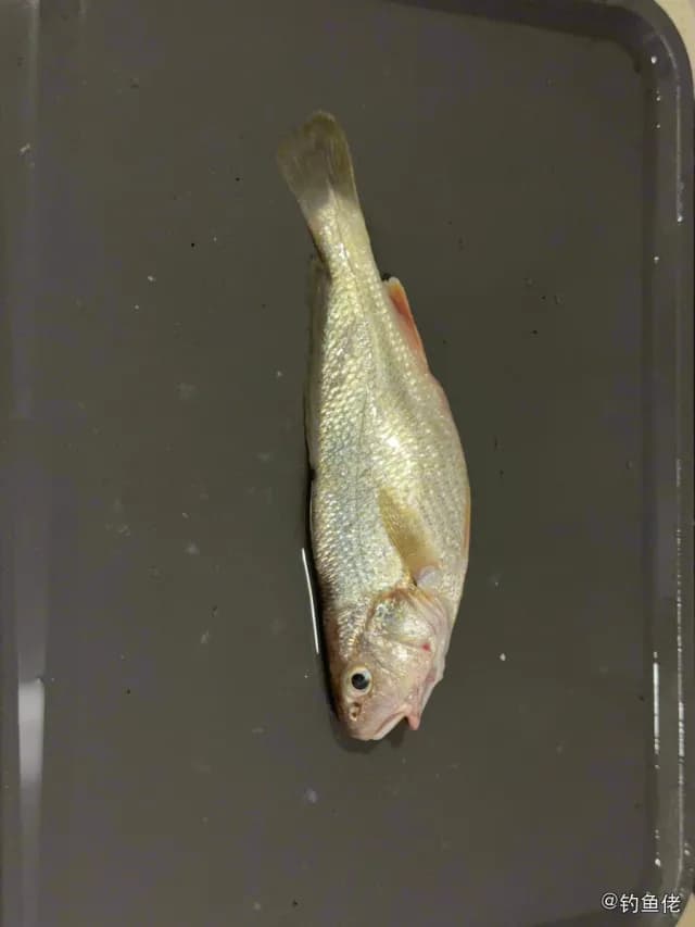 叫姑鱼钓获 香港特别行政区 0.3kg