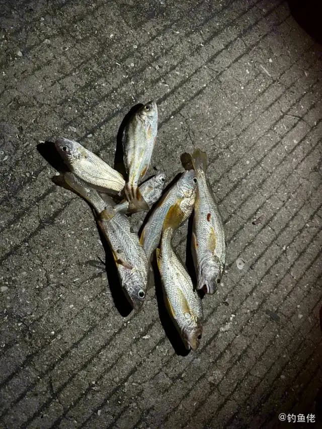 叫姑鱼钓获 泉州市 0.8kg