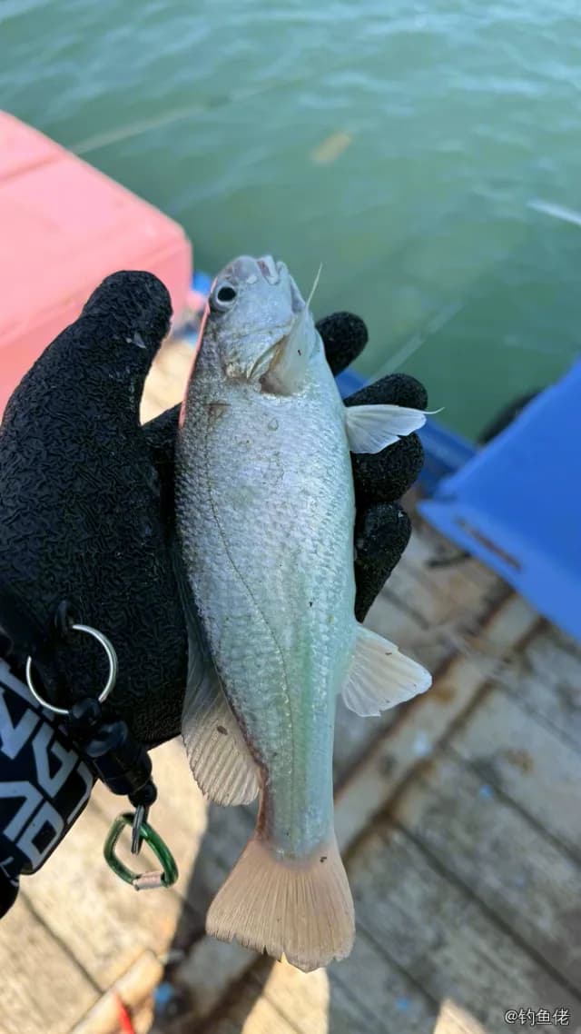叫姑鱼钓获 中华人民共和国 0.1kg