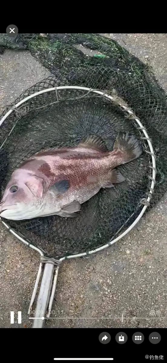 金黄突额隆头鱼钓获 汕头市 2.3kg