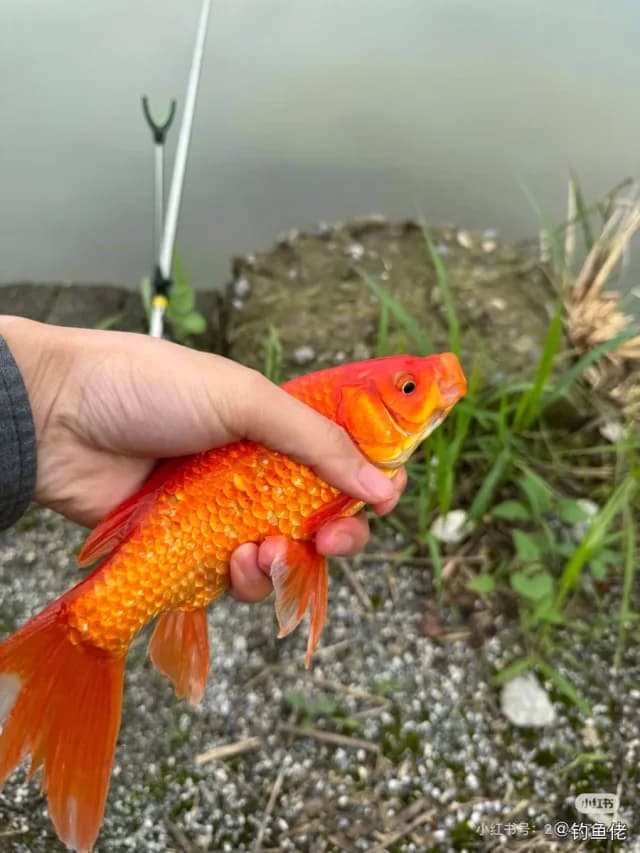 锦鲤钓获 清远市 0.6kg