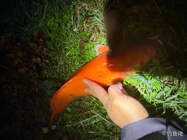 锦鲤钓获 萍乡市 1kg