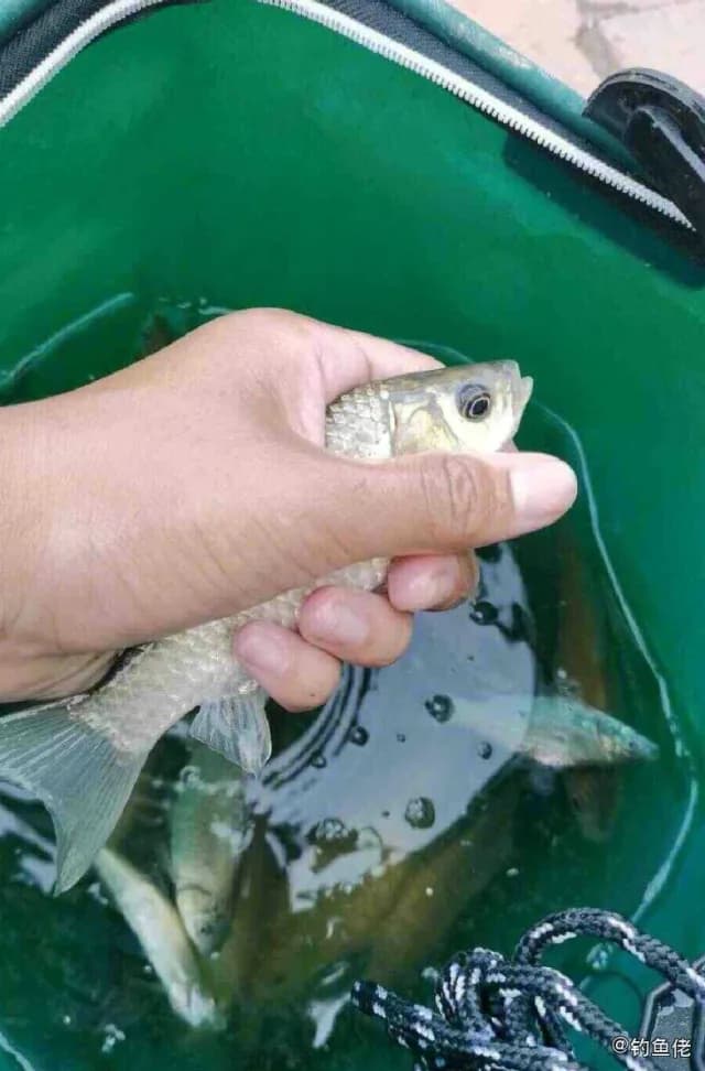锦鲤钓获 衡水市 4kg