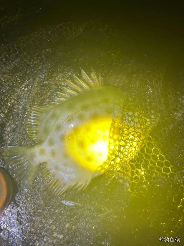 金钱鱼钓获 珠海市 0.7kg