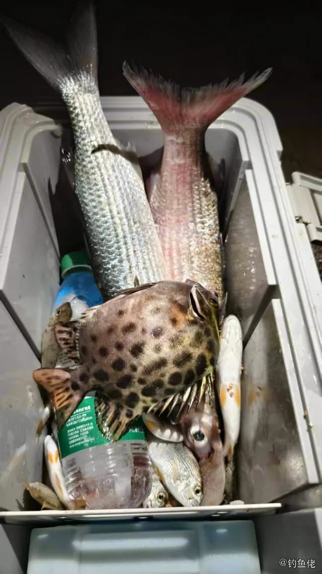 金钱鱼钓获 深圳市 0.8kg