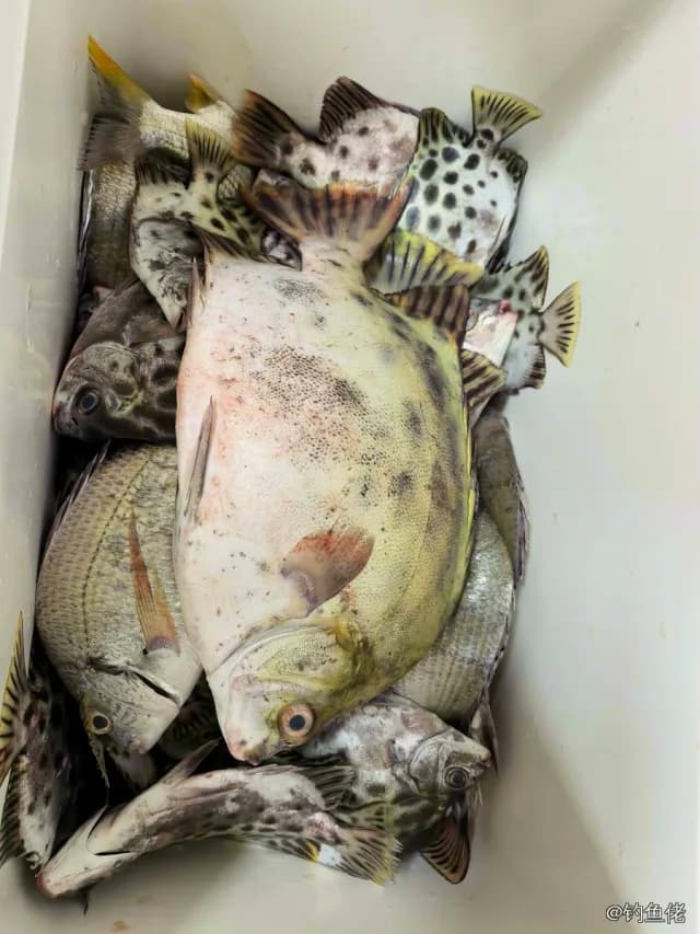 金钱鱼钓获 东莞市 0.05kg