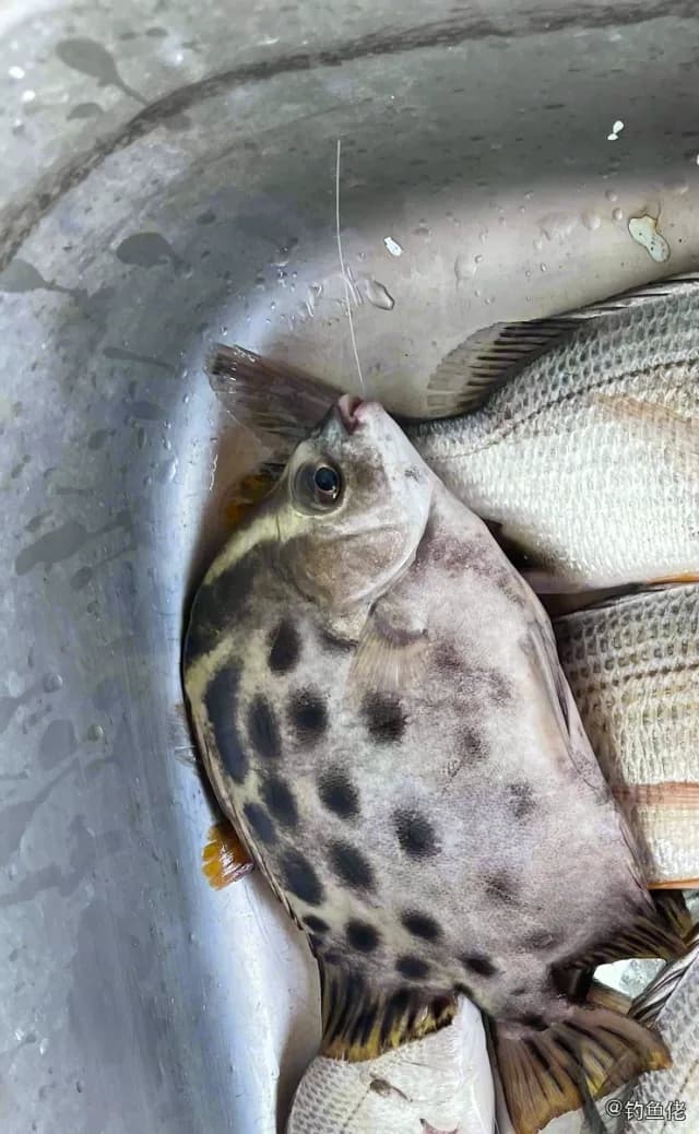 金钱鱼钓获 中华人民共和国 0.05kg