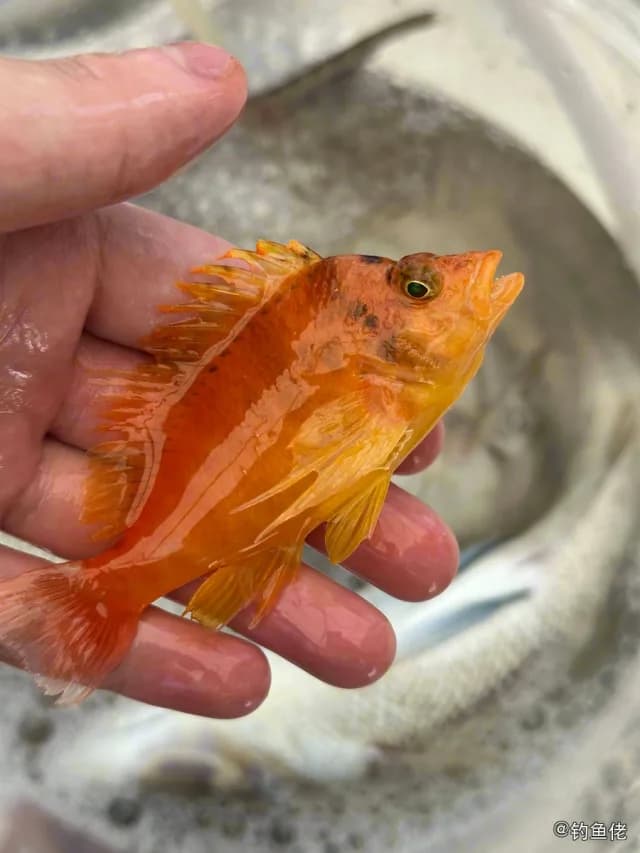 金䱵钓获 三亚市 0.8kg