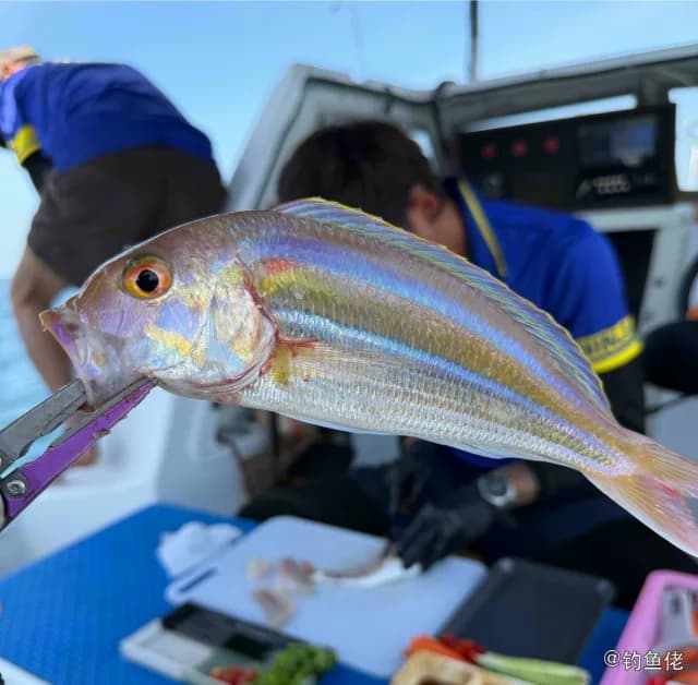 金线鱼钓获 合肥市 0.6kg