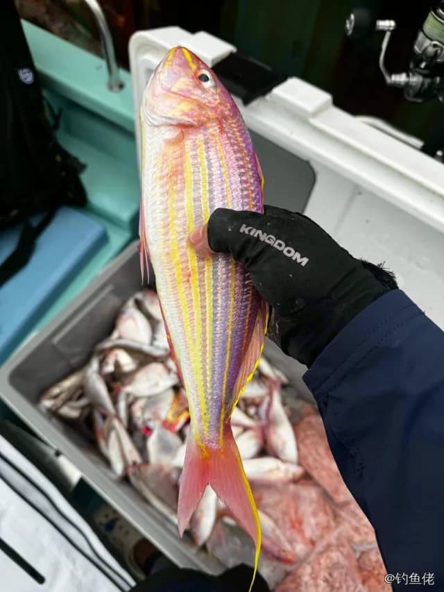 金线鱼钓获 惠州市 0.3kg