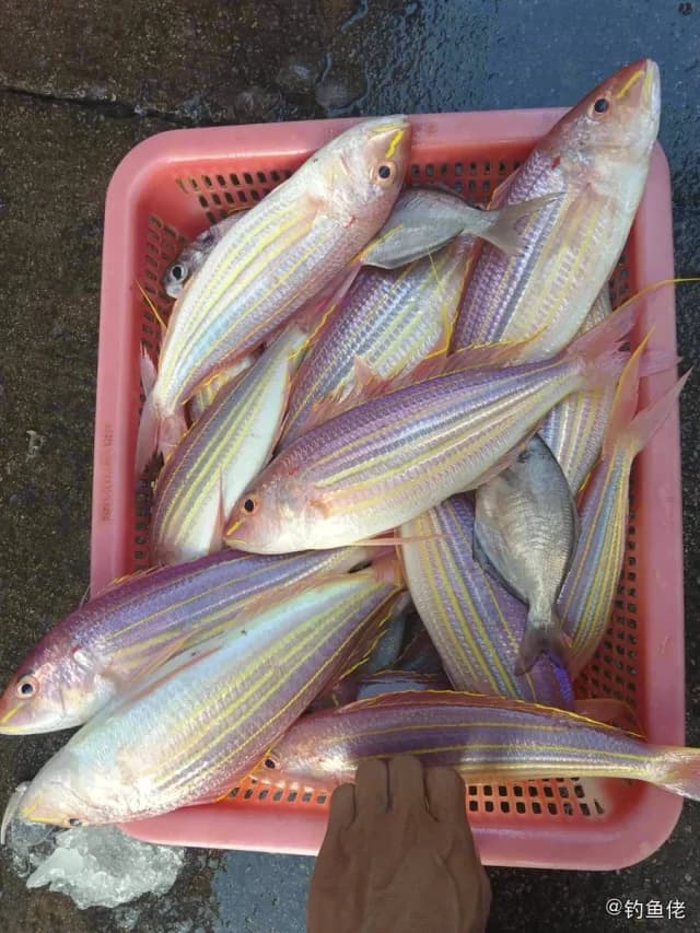 金线鱼钓获 阳江市 0.25kg