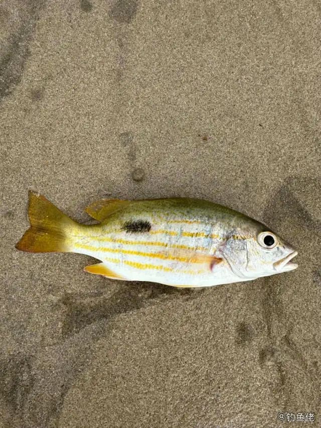 金焰笛鲷钓获 海南省 1.2kg