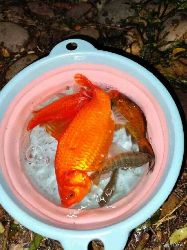 金鱼钓获 衡水市 0.3kg