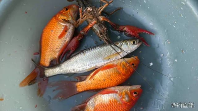 金鱼钓获 潍坊市 0.3kg