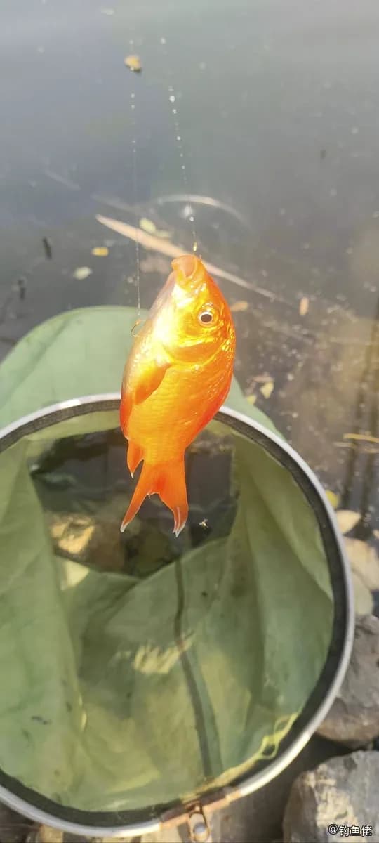 金鱼钓获 临沂市 0.6kg