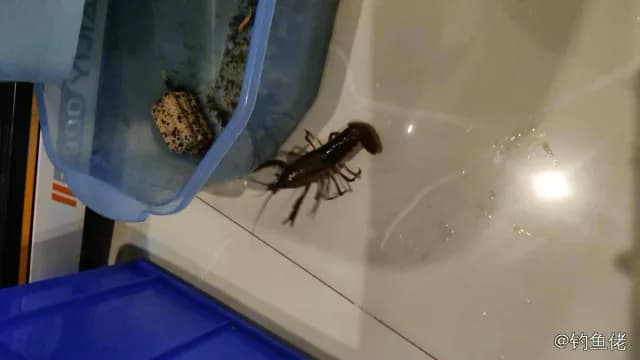 康氏侧带小公鱼钓获 绵阳市 