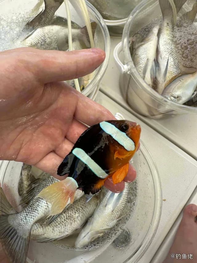 克氏双锯鱼钓获 三亚市 0.08kg