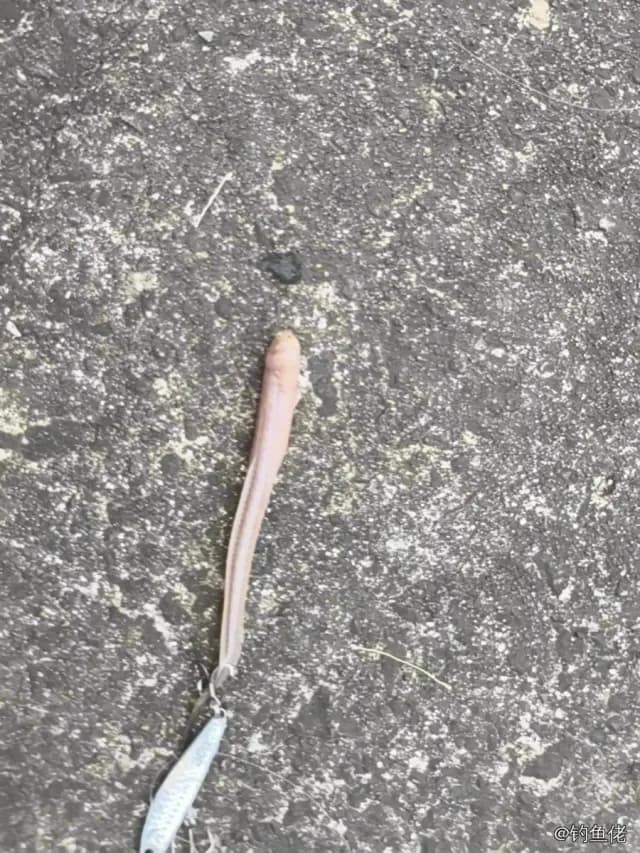 孔虾虎鱼钓获 杭州市 
