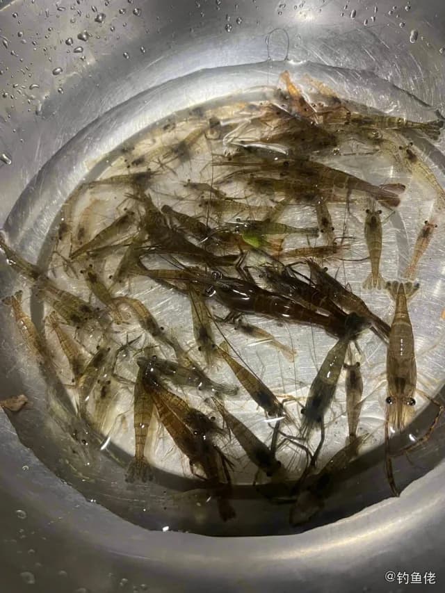 孔虾虎鱼钓获 台州市 1kg