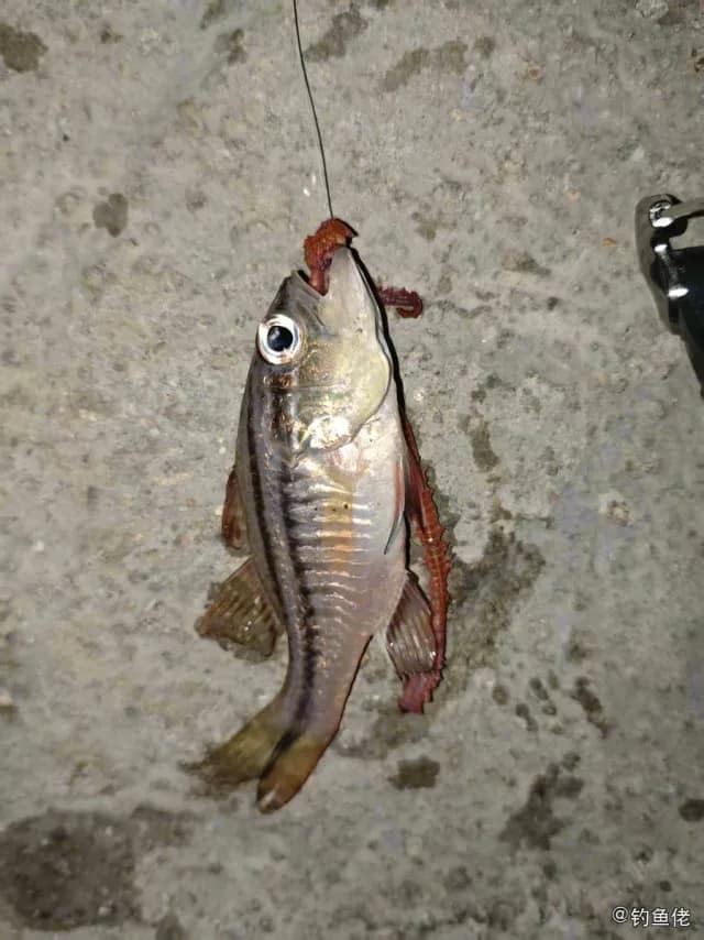 宽条鹦天竺鲷钓获 珠海市 0.8kg