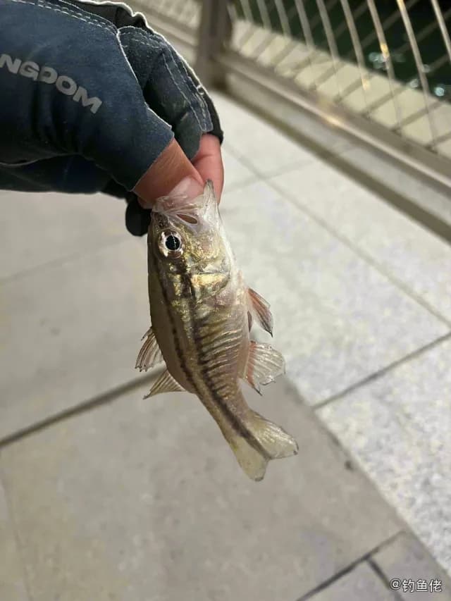 宽条鹦天竺鲷钓获 香港特别行政区 0.1kg