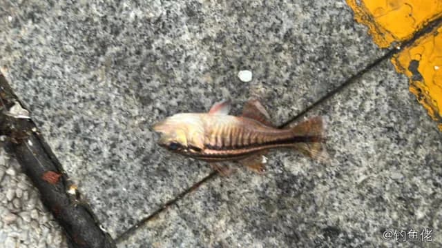 宽条鹦天竺鲷钓获 深圳市 0.1kg