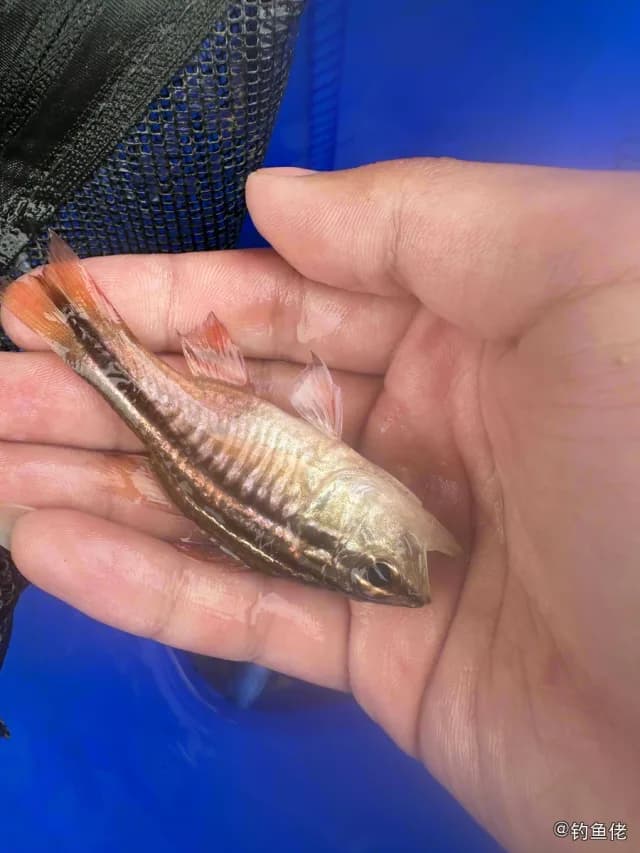 宽条鹦天竺鲷钓获 厦门市 0.8kg