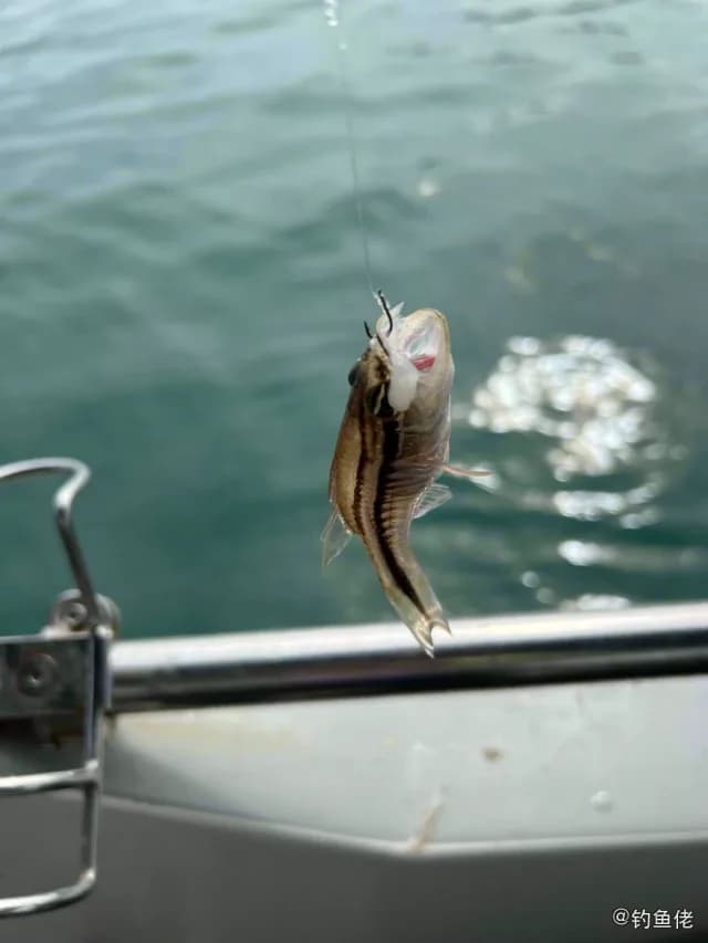 宽条鹦天竺鲷钓获 深圳市 0.8kg