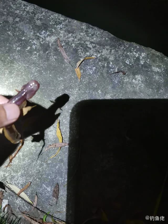 拉氏狼牙虾虎鱼钓获 上海市 1kg