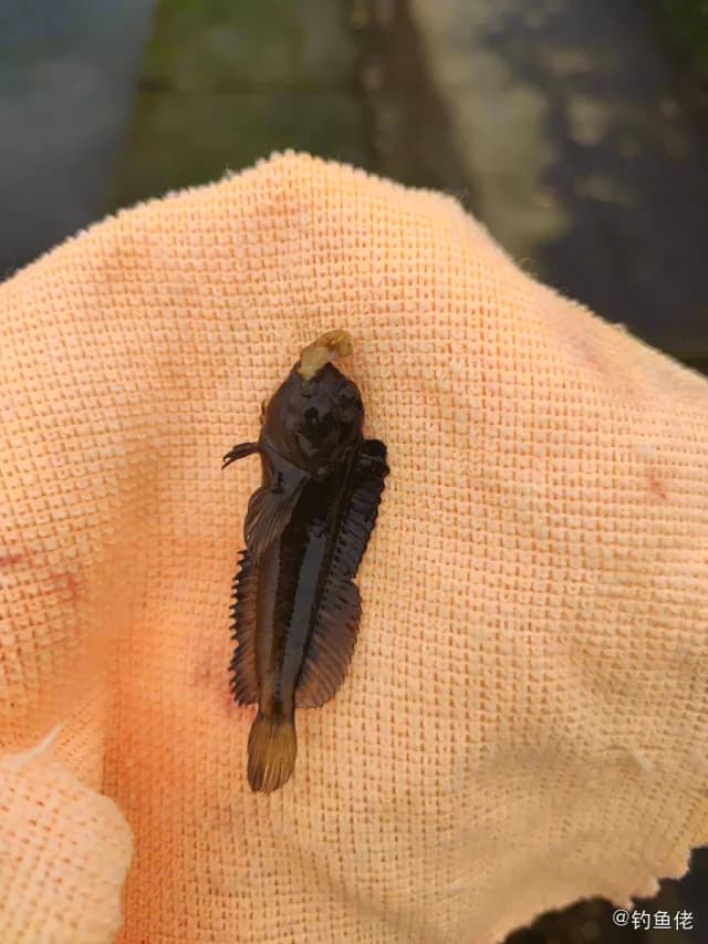 赖氏犁齿鳚钓获 威海市 0.1kg