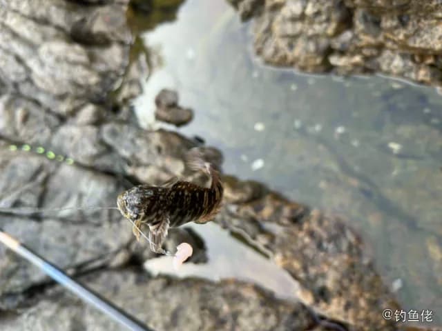 赖氏犁齿鳚钓获 深圳市 0.1kg