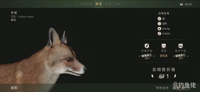 蓝带篮子鱼(蓝带狐狸)钓获 厦门市 1kg