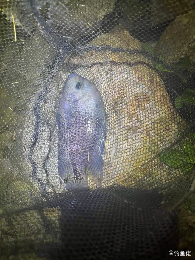 蓝鳃太阳鱼钓获 珠海市 0.7kg