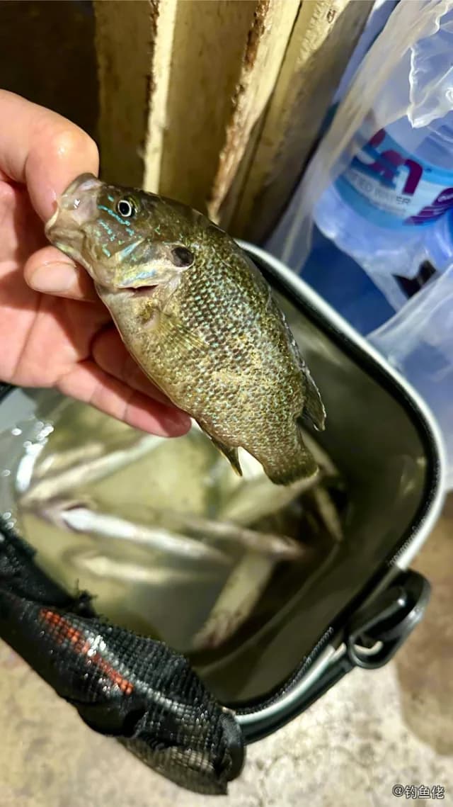 蓝鳃太阳鱼钓获 武汉市 0.2kg