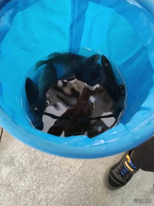 蓝鳃太阳鱼钓获 无锡市 0.4kg