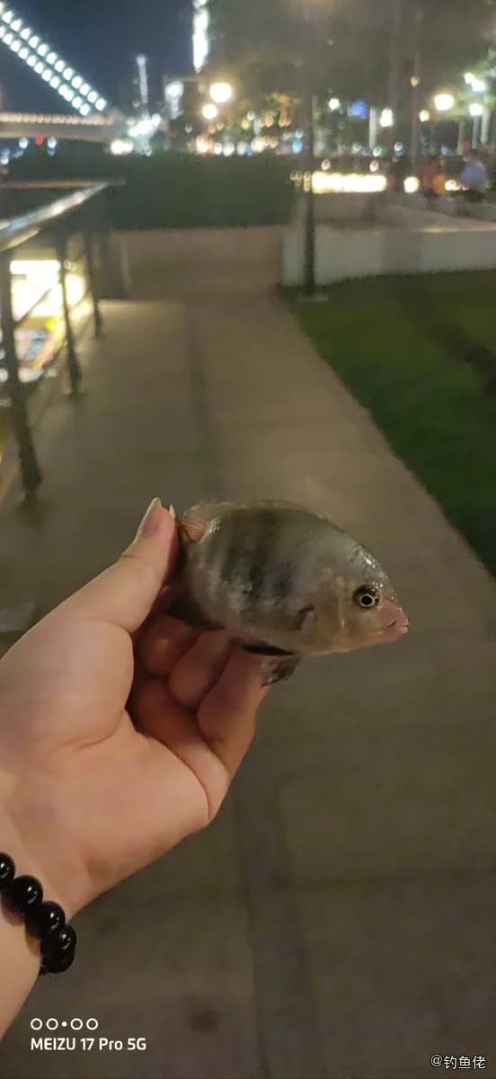 蓝鳃太阳鱼钓获 珠海市 0.1kg