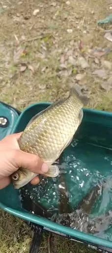 蓝头绿鹦嘴鱼钓获 湖州市 0.15kg