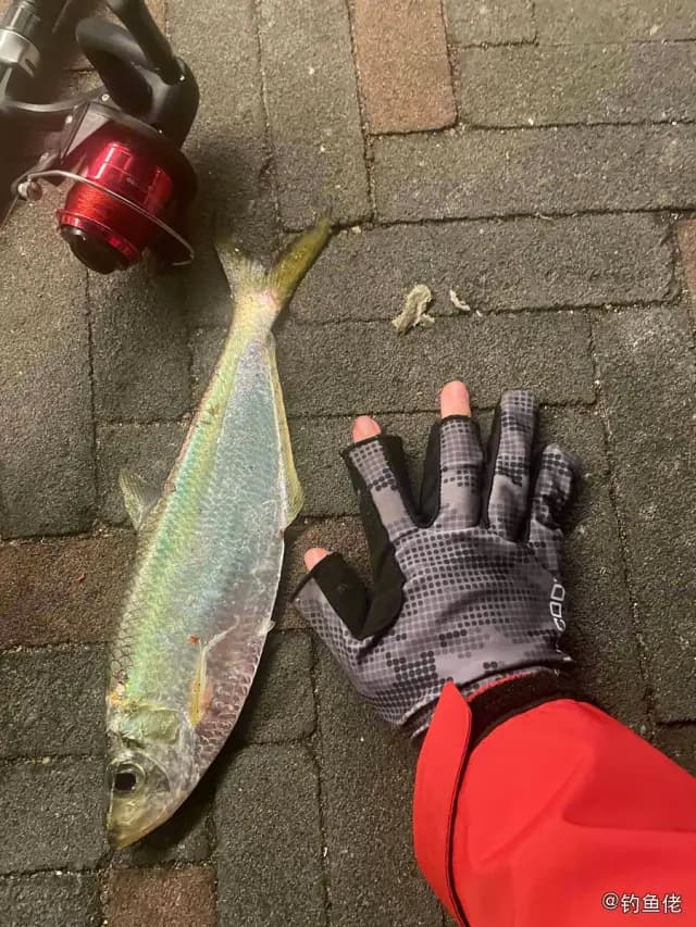 鳓鱼钓获 深圳市 0.2kg
