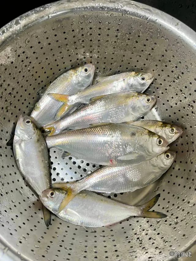 鳓鱼钓获 广州市 0.3kg